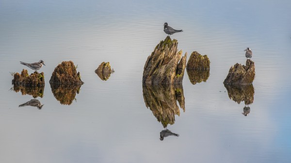 Black Tern Family Reflection by Joe Riederer